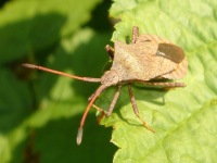 Coreus marginatus