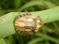 Eurygaster maura on gras