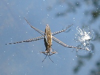 A Water Strider on a pond