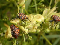 Three Graphosoma lineatum on a small plant