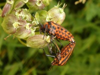 Two Graphosoma lineatum mating. Good view of their undersides