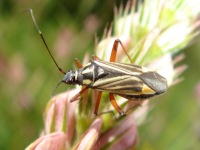 Hadrodemus m-flavum