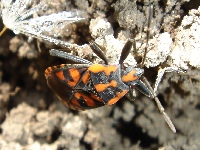 Lygaeus saxatilis - Cretan Soldier Beetle on soil.
